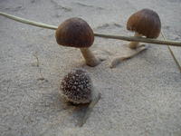 Plážové houby