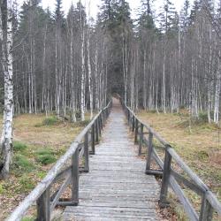 rašeliniště Czarne bagno