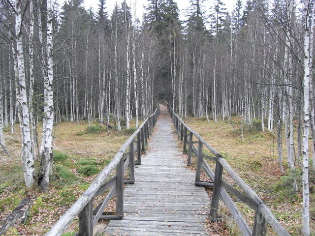 rašeliniště Czarne bagno