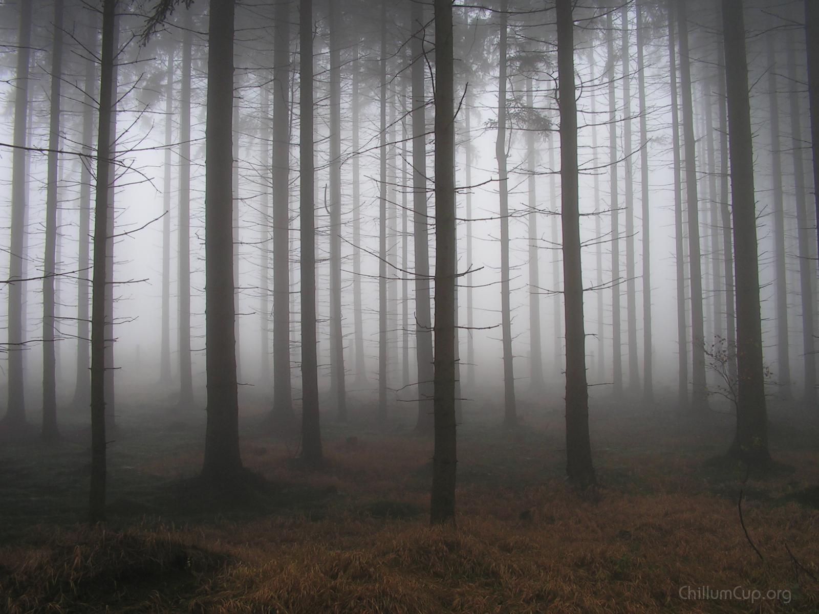 sörge wald II.